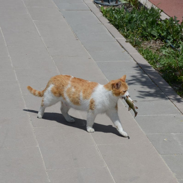 Is Fish Oil Safe for Cats? - Cat with fish in mouth walking outside on sidewalk