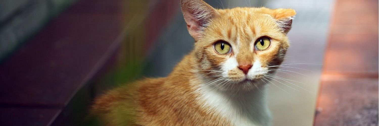 Orange and white adult domestic cat — How to Ease Joint Pain in Cats With Natural Remedies