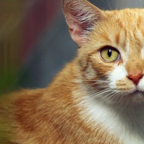 Orange and white adult domestic cat — How to Ease Joint Pain in Cats With Natural Remedies