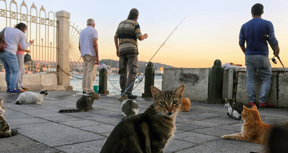 Giving fish oil to cats new arrivals