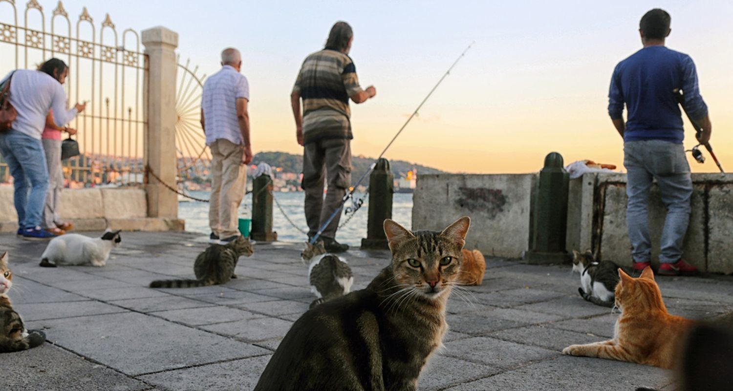 Should I Use Fish Oil For Cats? - One cat looking at camera while other cats sit around watching the fisherman fish