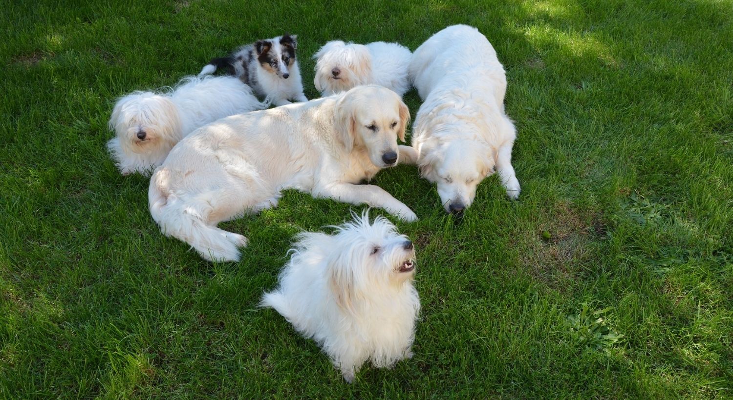Six dogs sitting and laying in the open grass