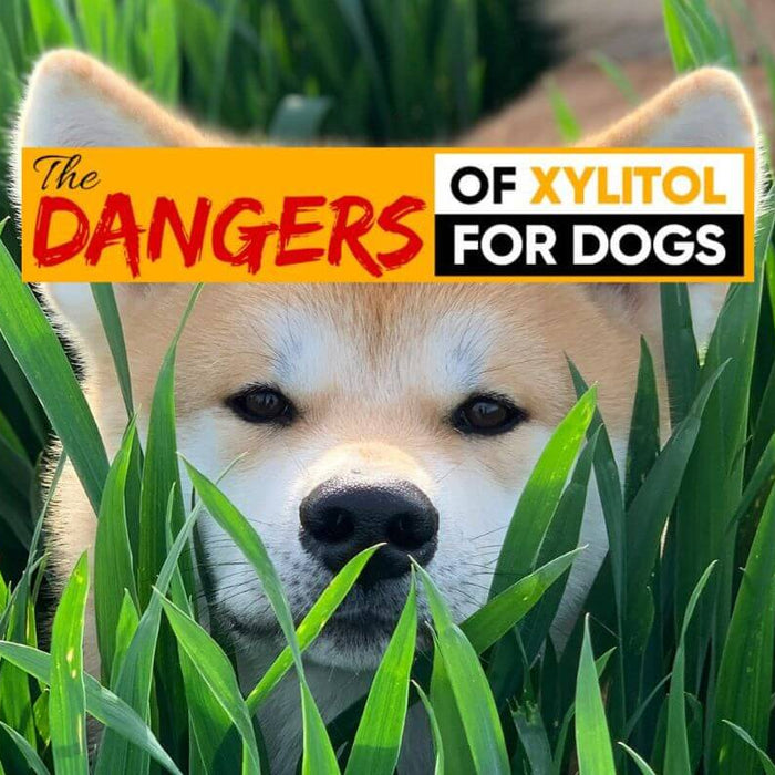 The Dangers of Xylitol for Dogs - Dog in weeds with just head sticking out