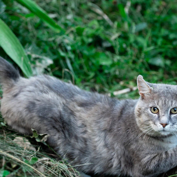 Is glucosamine safe for cats? Senior cat sitting near tree