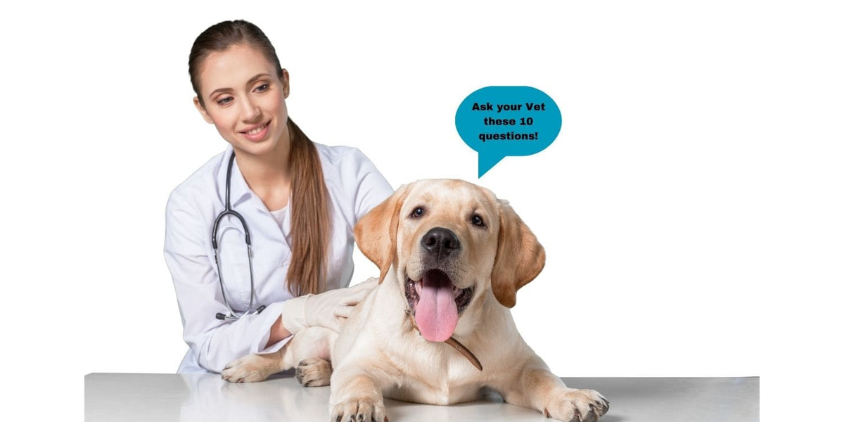 Ten Questions Your Vet Wishes You Would Ask — Paramount Pet Health