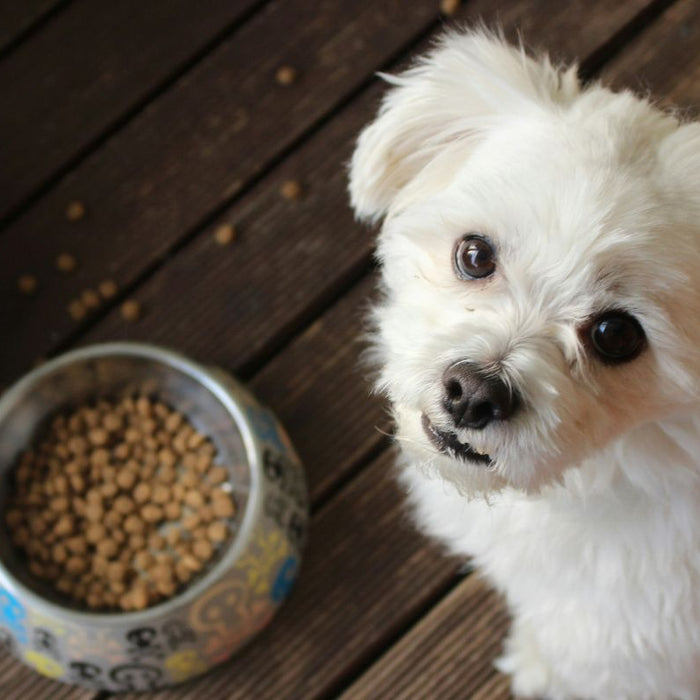 What Can I Add to My Dog's Kibble Every Day? - Dog looking up with dog food in a bowl next to them