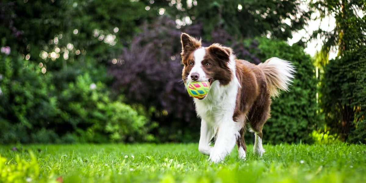 what does a b12 injection do for a dog What Does Vitamin B12 Do for Dogs? — Paramount Pet Health
