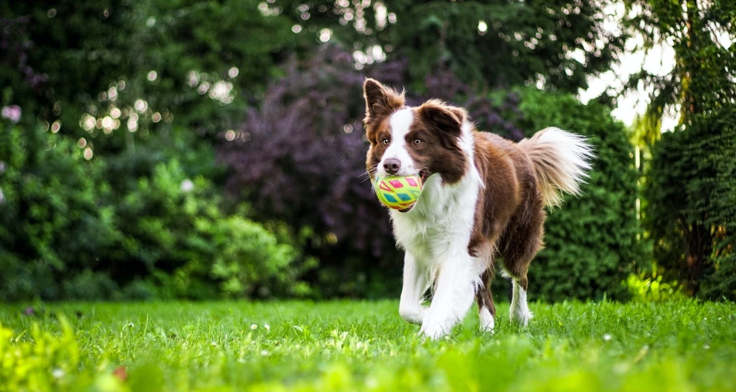 What does Vitamin B12 do for dogs? Dog with ball in mouth running in the grass