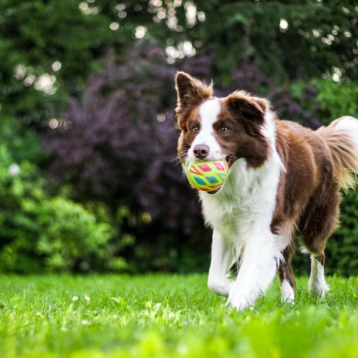 What does Vitamin B12 do for dogs? Dog with ball in mouth running in the grass
