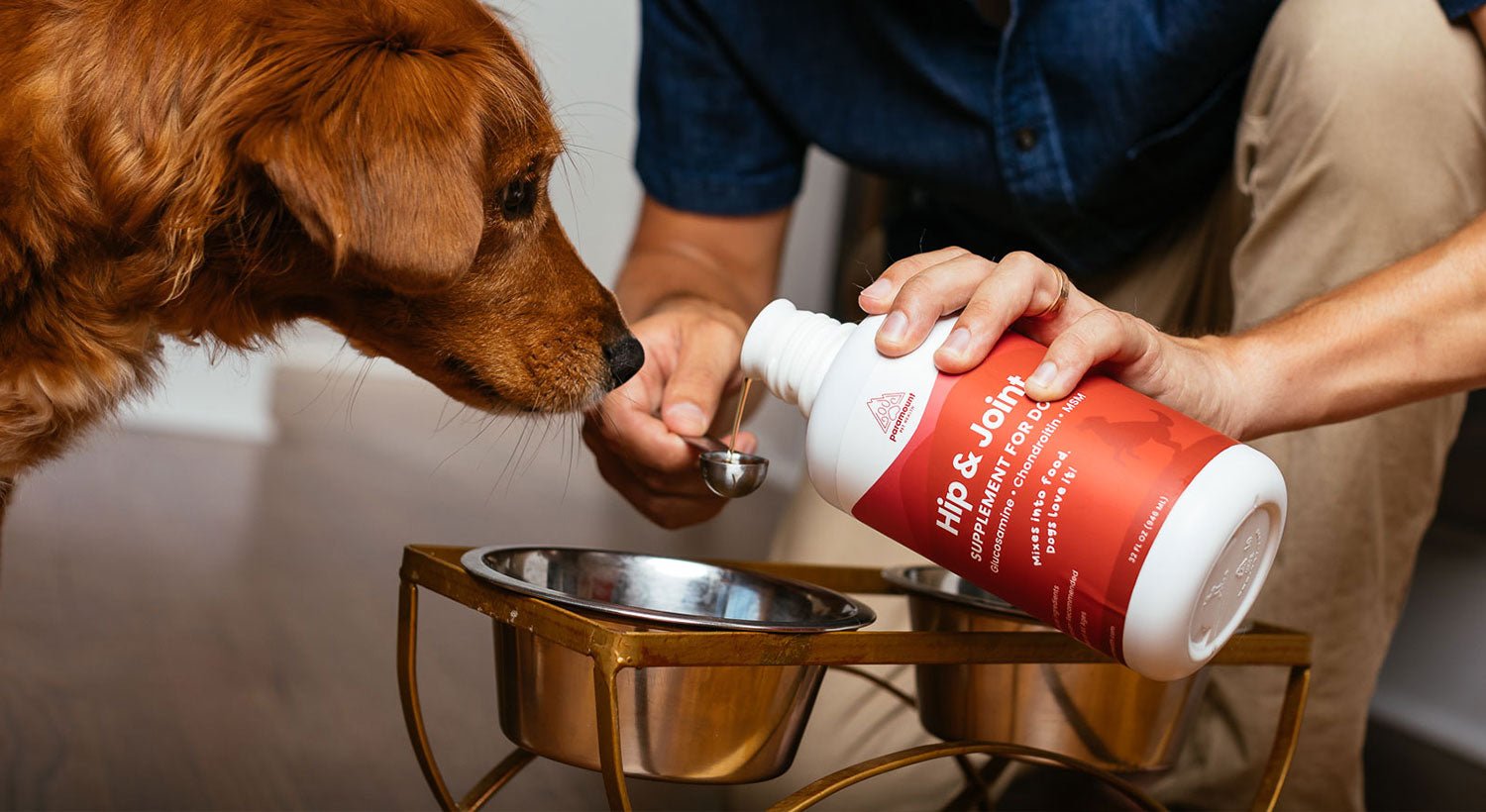 Dog waiting for owner to pour Paramount Pet Health Liquid Glucosamine for Dogs into food