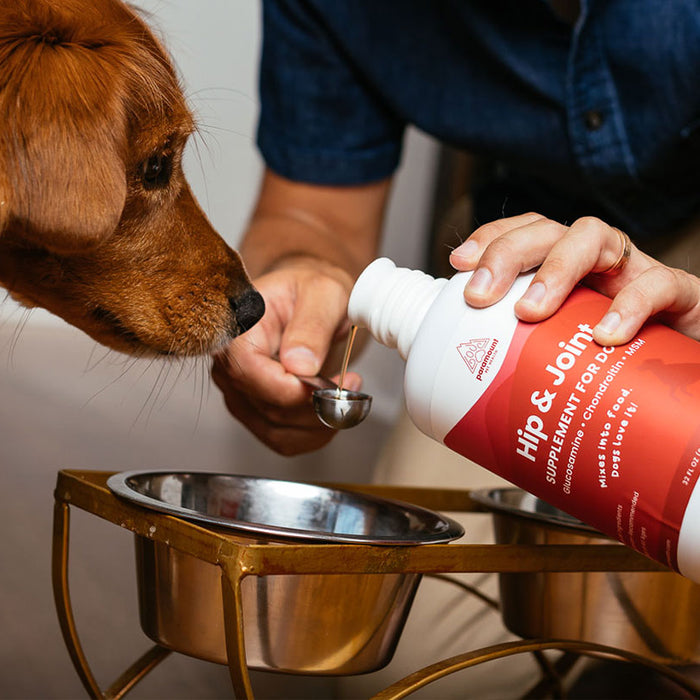 Dog waiting for owner to pour Paramount Pet Health Liquid Glucosamine for Dogs into food