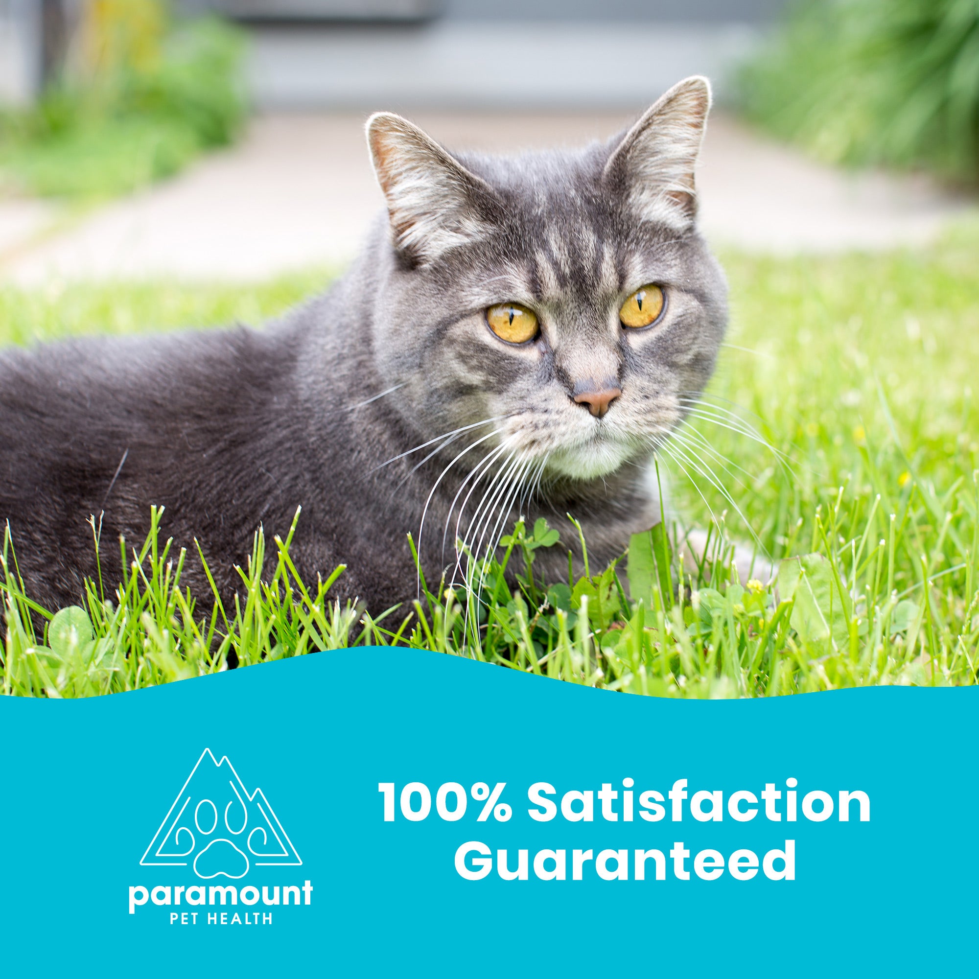 Satisfaction Guaranteed - Paramount Pet Health Omega-3 Fish Oil 