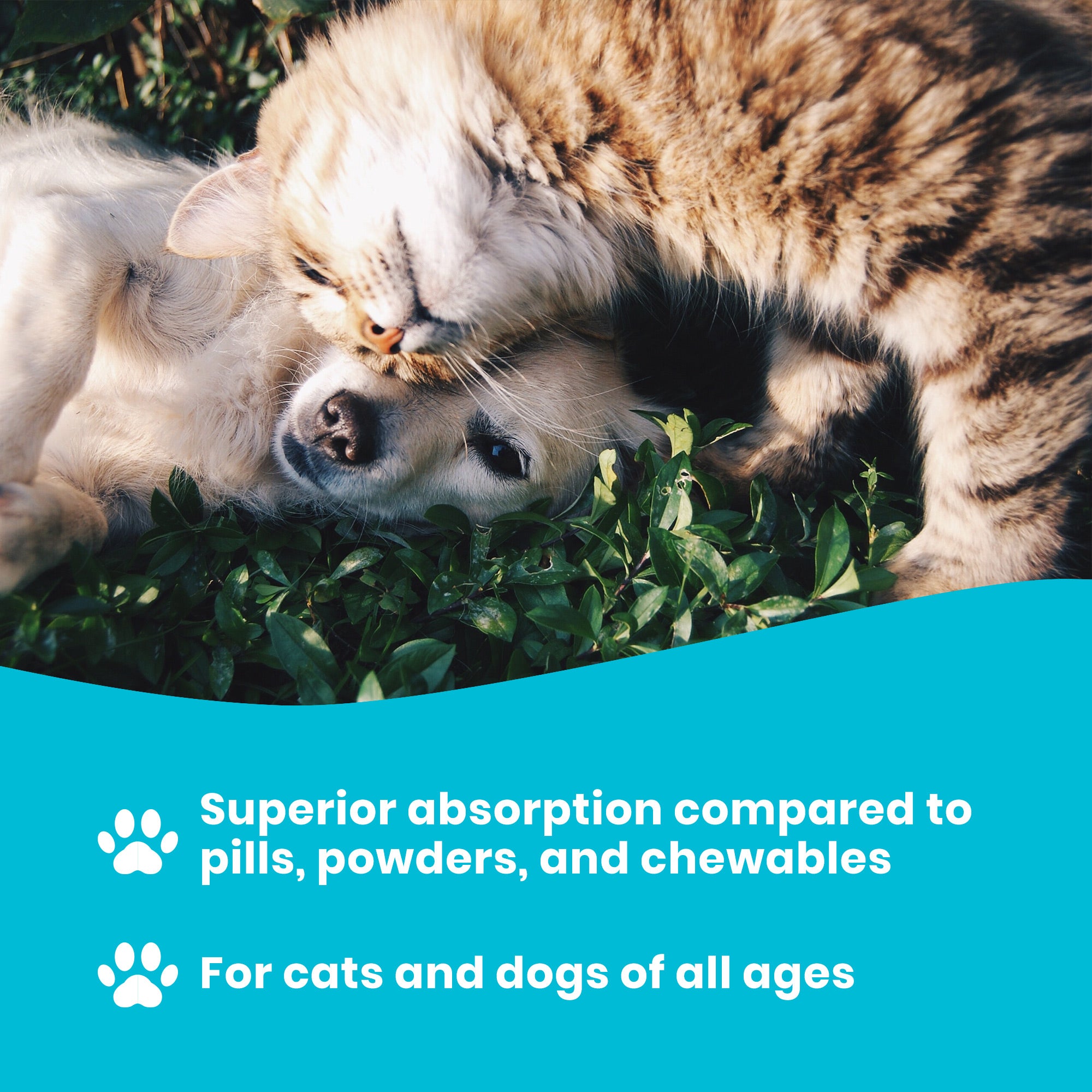 Liquid Omega-3 for Dogs and Cats vs Pills and Powders