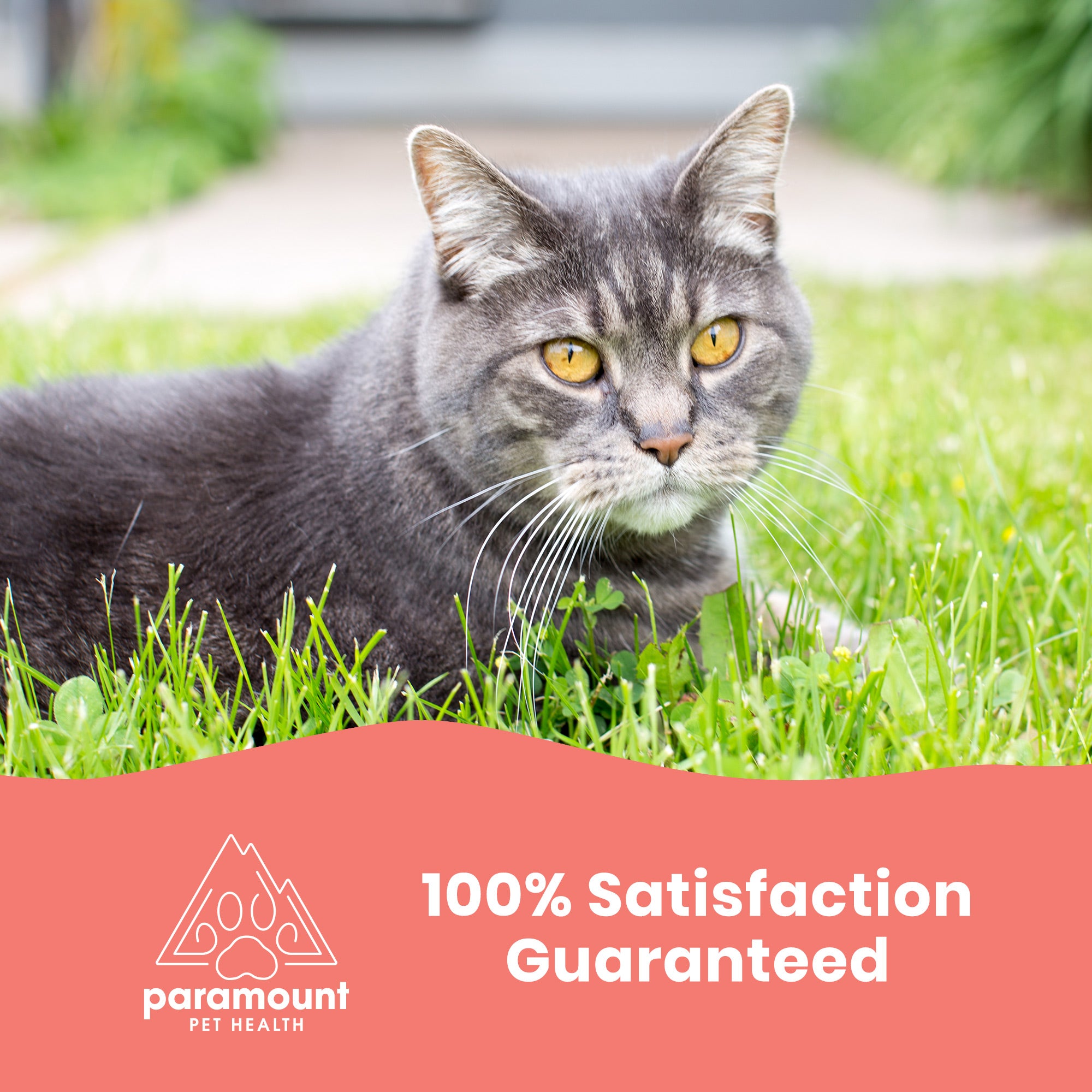 Satisfaction Guaranteed - Paramount Pet Health Salmon Oil